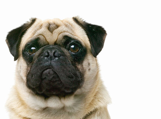 Dog close-up