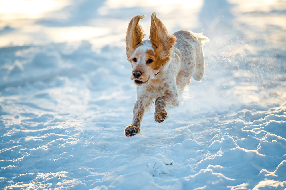 Effective and natural ways to relieve anxiety in Dogs
