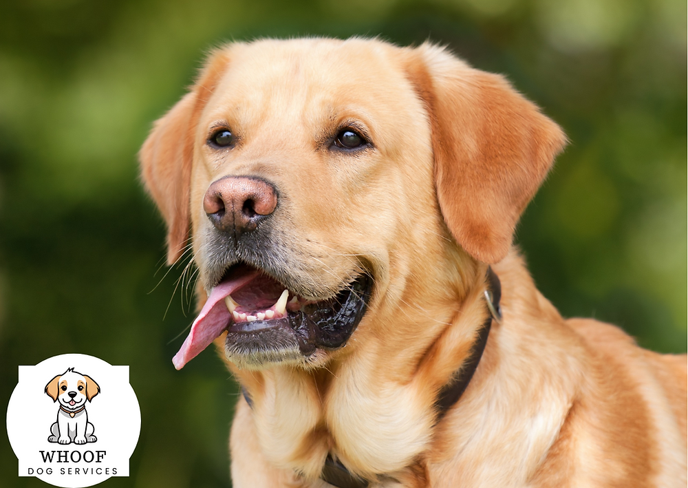 Breed Review - Labrador Retrievers