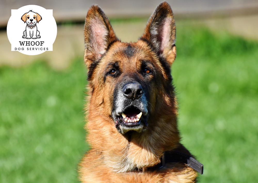 Breed Review - German Shepherds