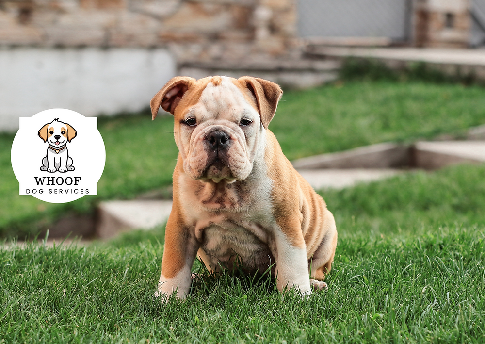 Breed Review - Bulldogs