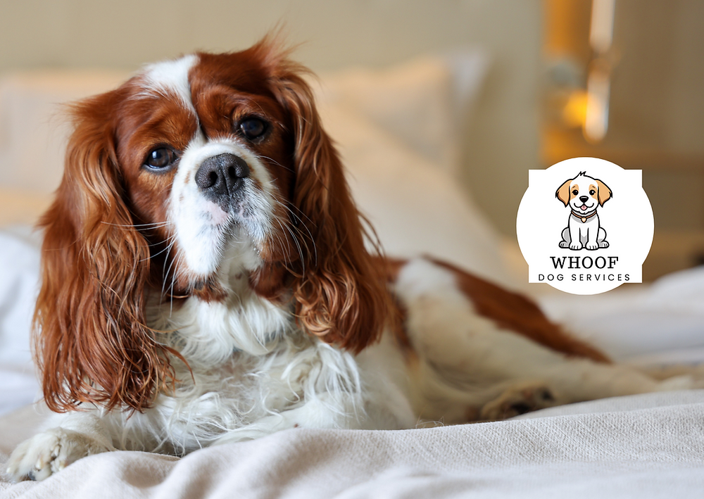Breed Review: Cavalier King Charles Spaniel