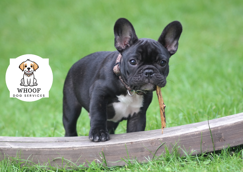 Breed Review - French Bulldog