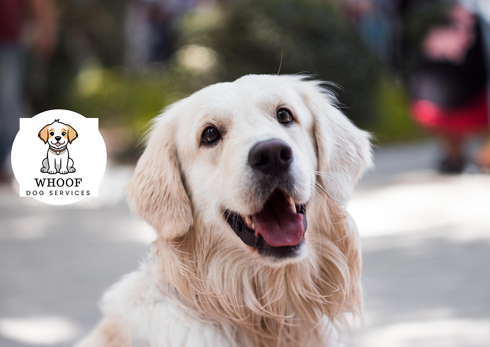 Breed Review: Golden Retriever