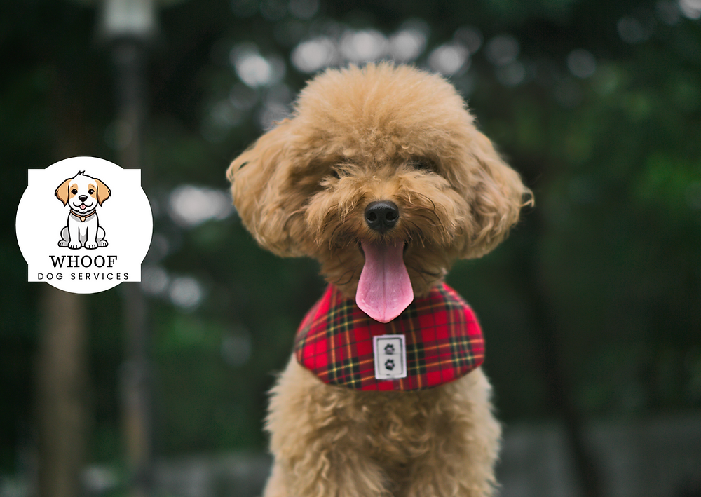 Breed Review - Poodle