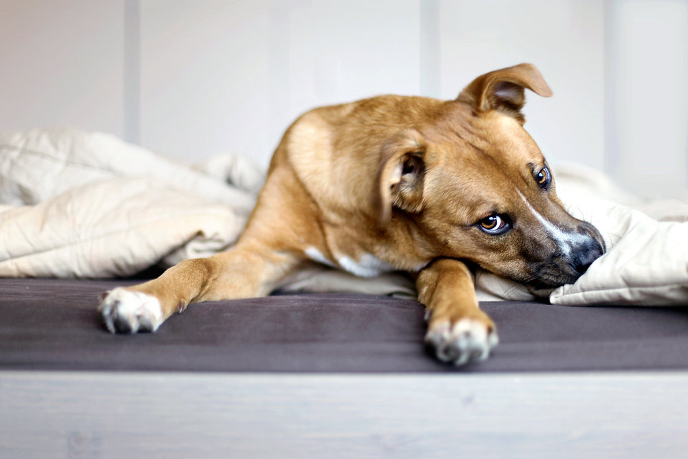 How to Prepare Your Puppy for Training Success