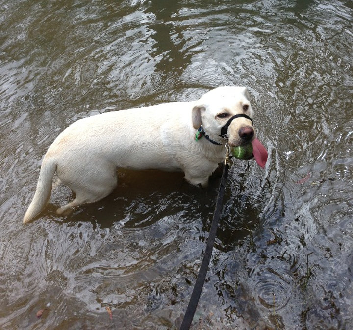 The Joy of Walking Your Dog: Benefits and Tips