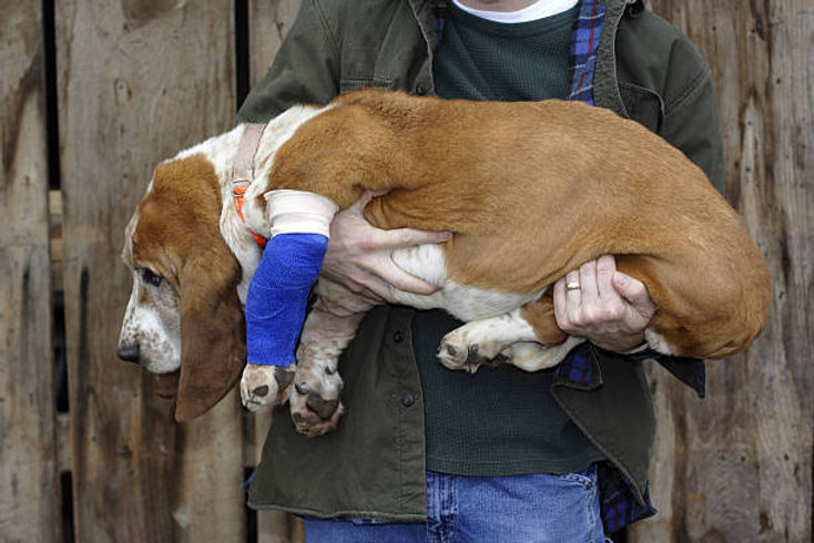 7 Tips for Keeping Your Dog Safe: Understanding and Preventing Common Injuries