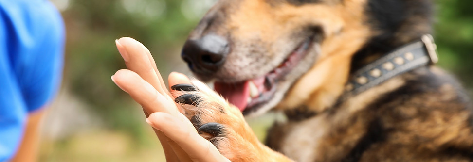 Dog training focus