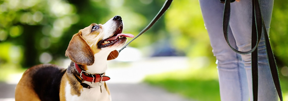 Dog out walking