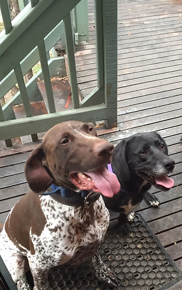 Two happy dogs ready for care