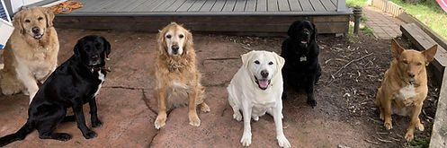 Dog training service image