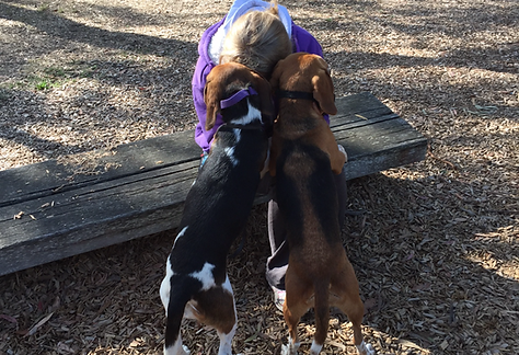 Dog walking service moment