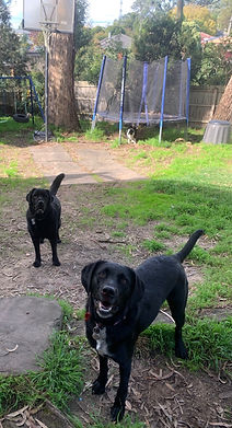 Dogs in a backyard